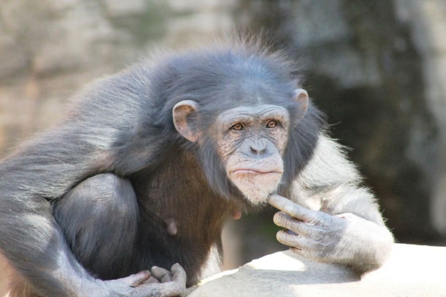 chimpancé monos