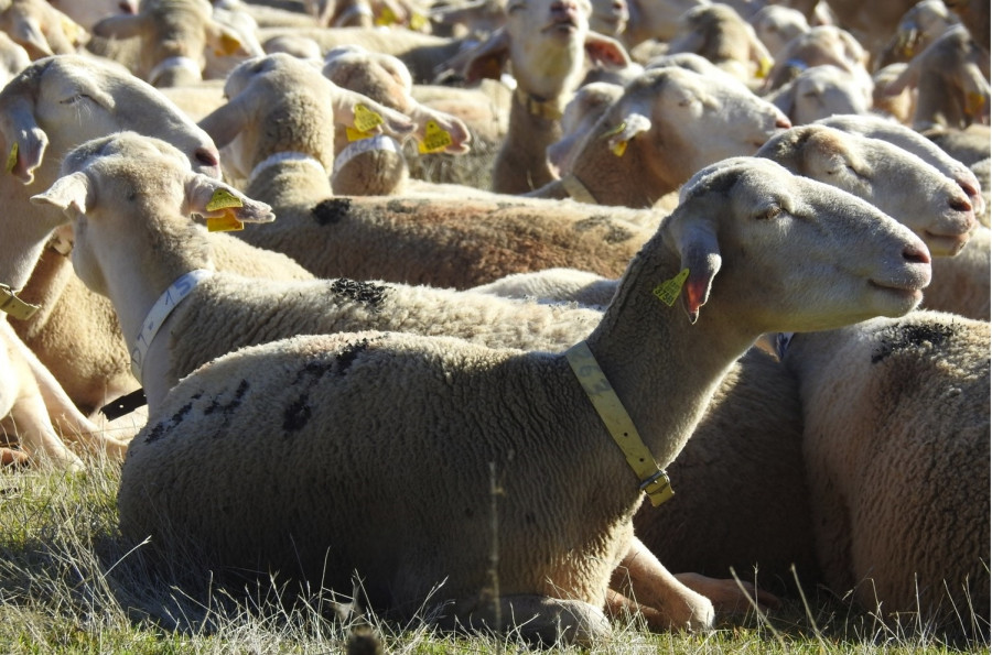 Ceu uch proyecto gva microbiota rumiantes ovejas