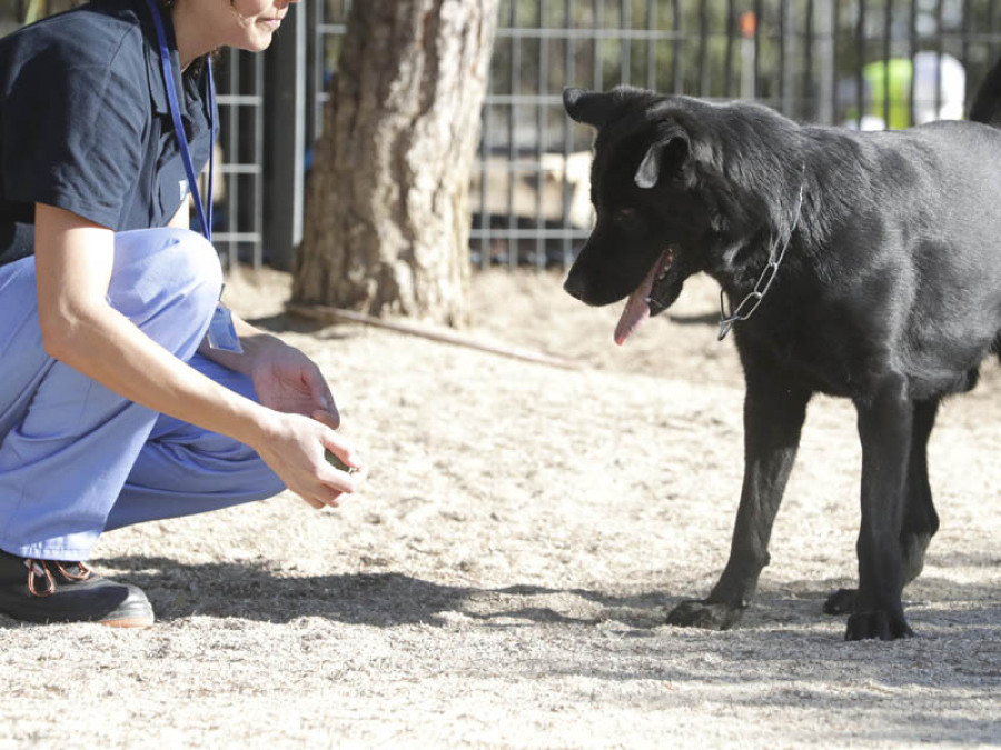Adopción perro valencia