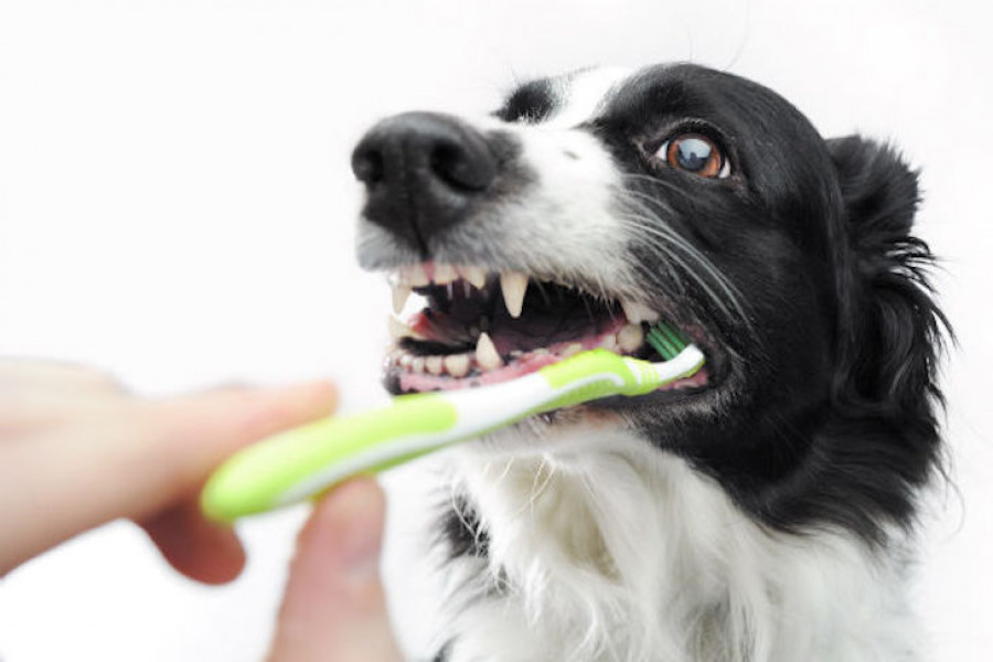 Problemas dentales dientes perros