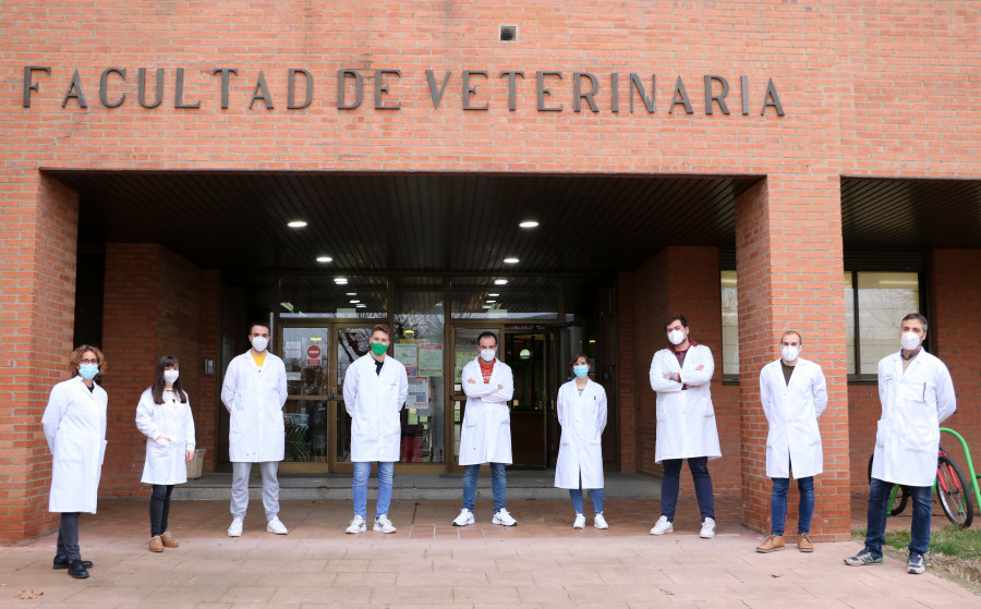 coronavirus porcinos león