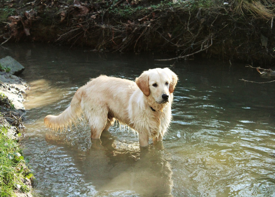 Perro displasia cadera