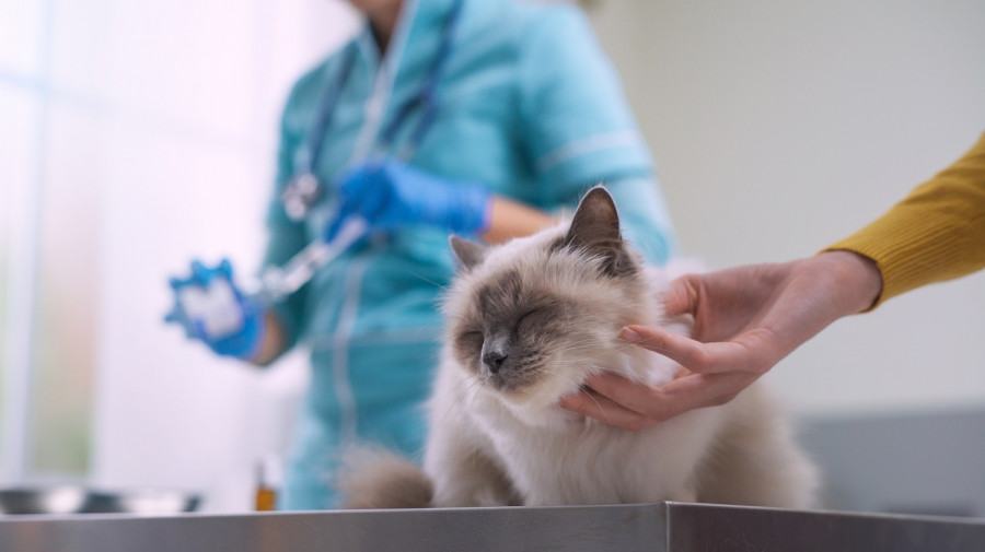 Los veterinarios recuerdan la importancia de prevenir enfermedades en gatos