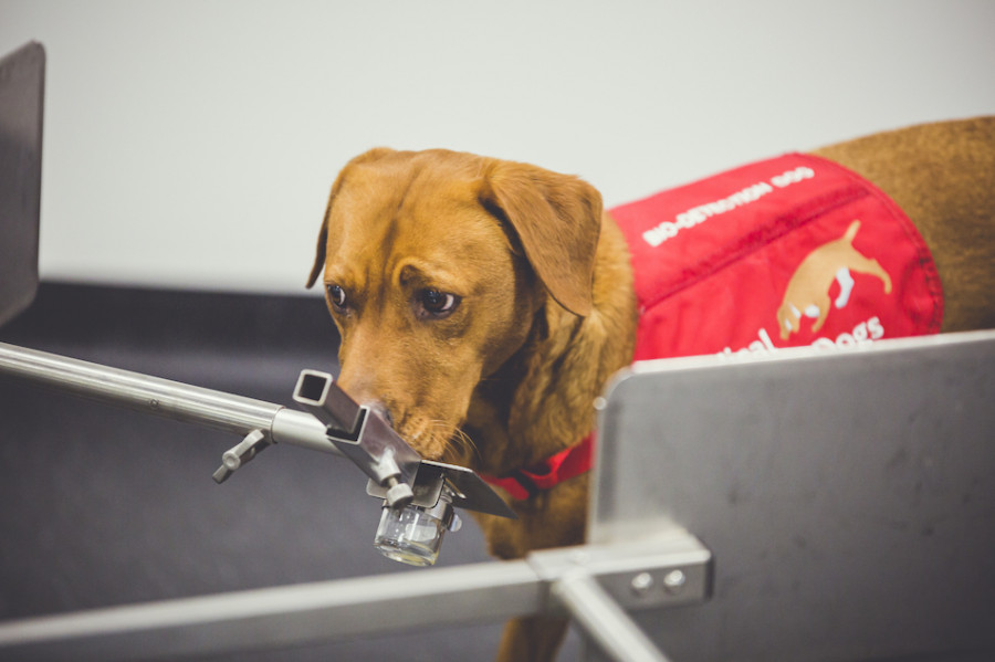 Perros detectar cáncer