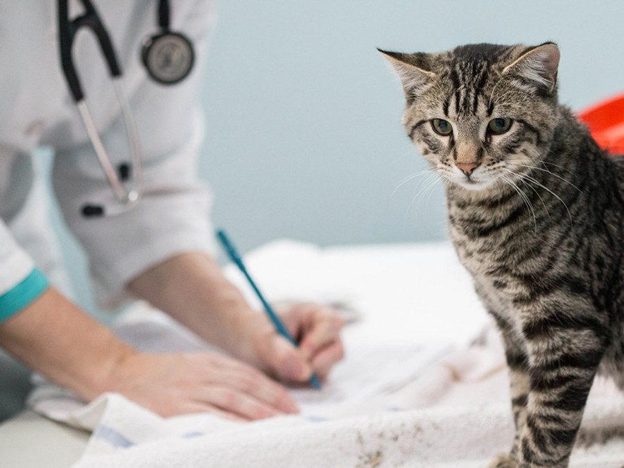 Guía reclamación veterinaria