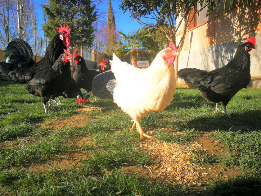 GALLINAS   SOLEADO B