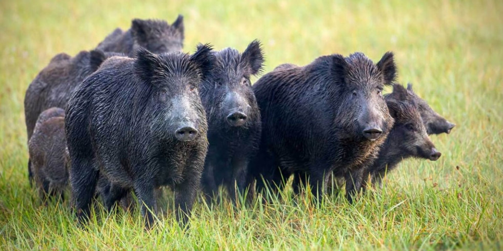 Detectan tres casos de triquinosis en carne de jabalí en Cataluña