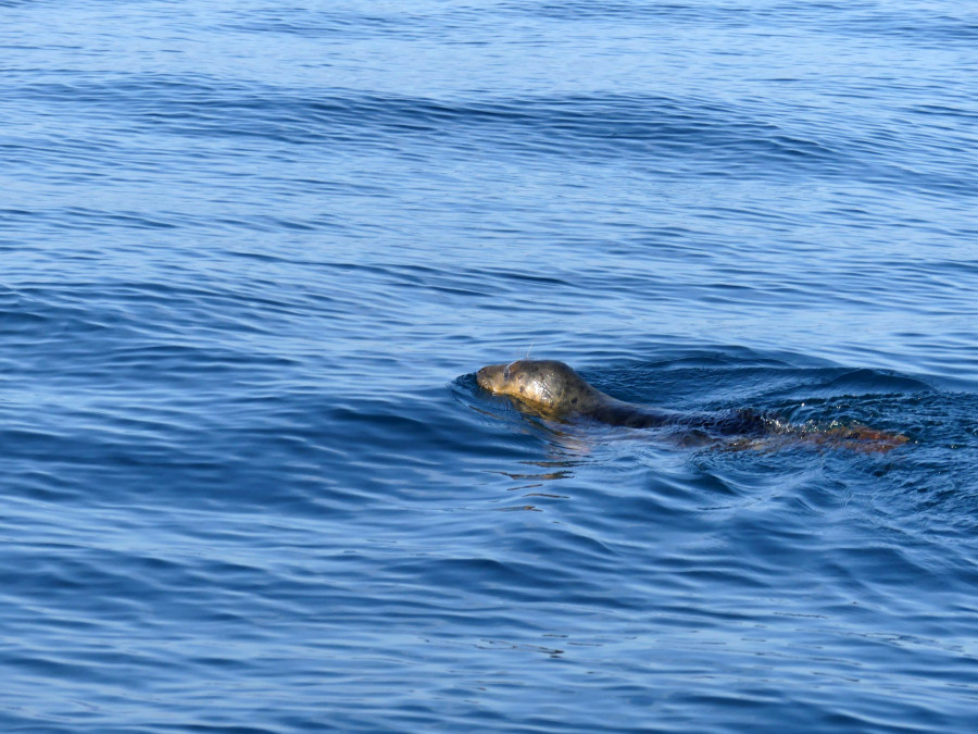 foca