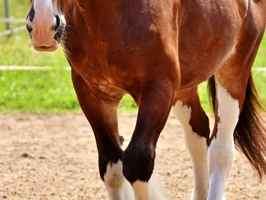 Herpesvirus equino valencia