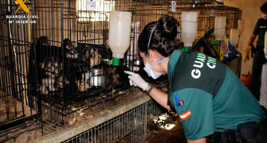 Pena prisión veterinaria veterinario