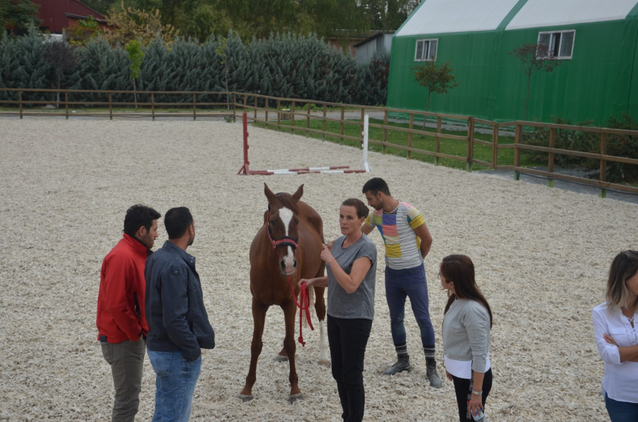 Intervención asistida equinos caballos iahaio