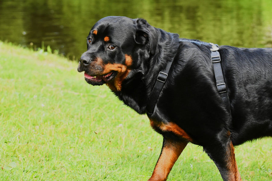 perro osteosarcoma cáncer óseo