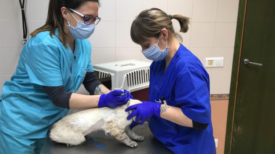 Veterinario identificación microchip gato