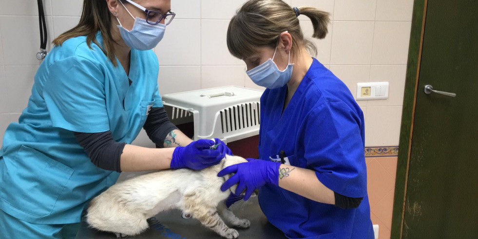 Cataluña inscribe 105.168 mascotas durante el 2020 a pesar de la pandemia