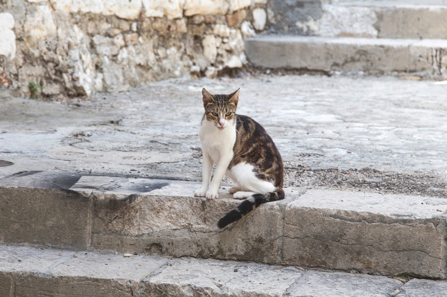 Gato bartonella