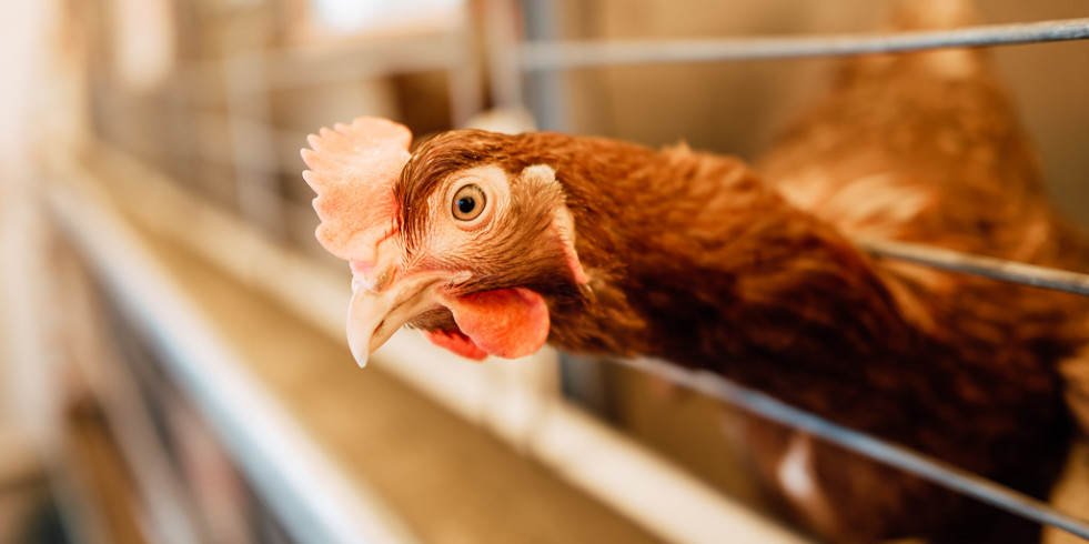 Gripe aviar H5N8: ¿Existe riesgo para los seres humanos?