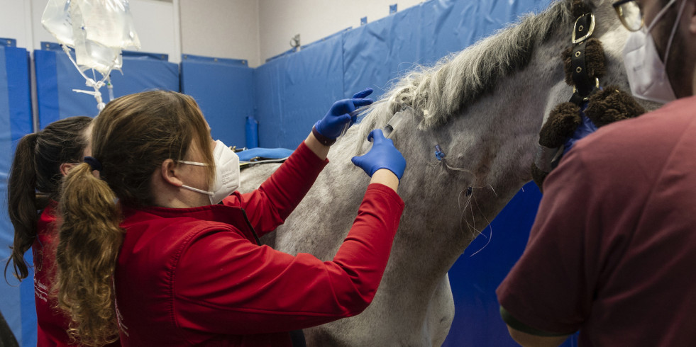 Dan de alta a seis caballos afectados por herpesvirus equino en Valencia