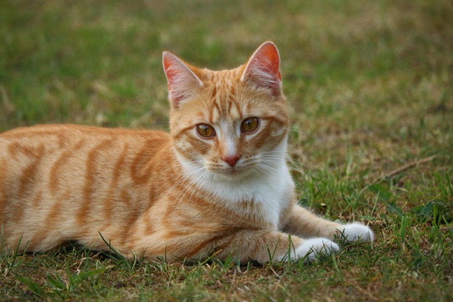 gato entorno