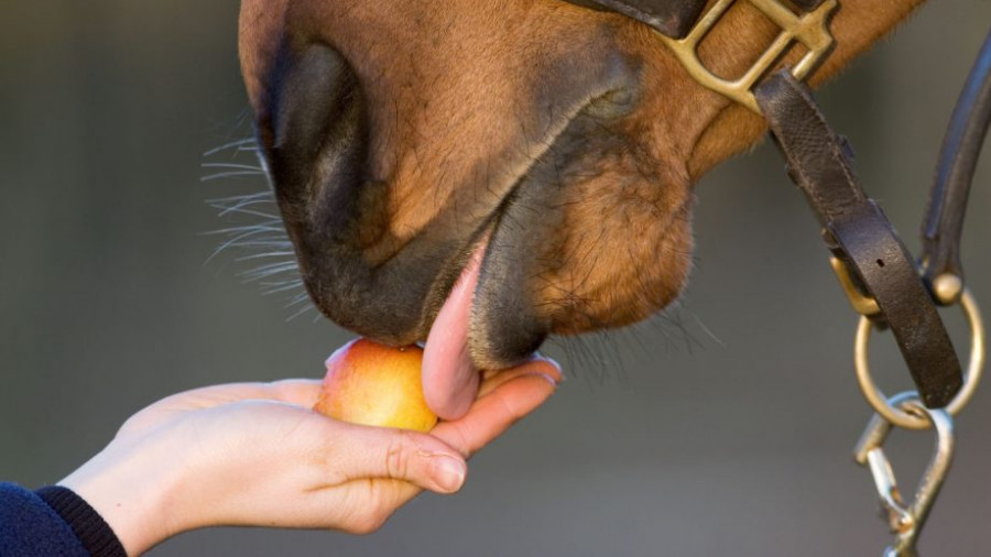 Alimentar caballo
