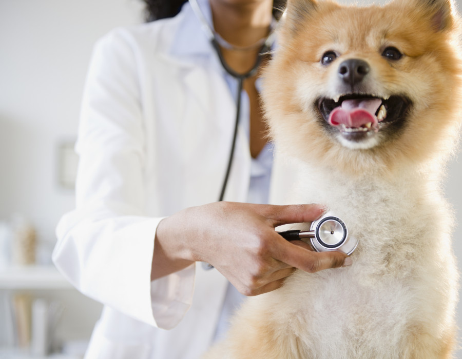 Purina dieta Cardiocare  perros