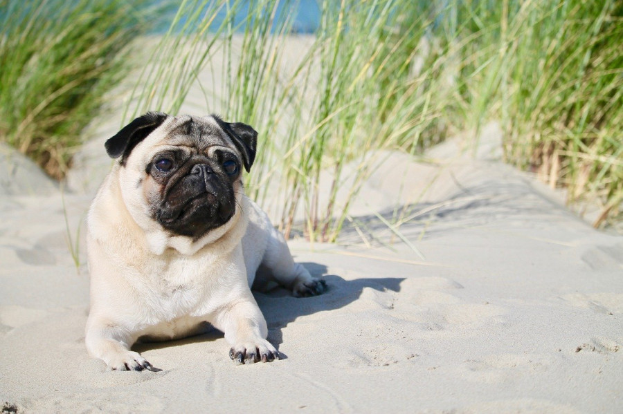 perro obesidad canina