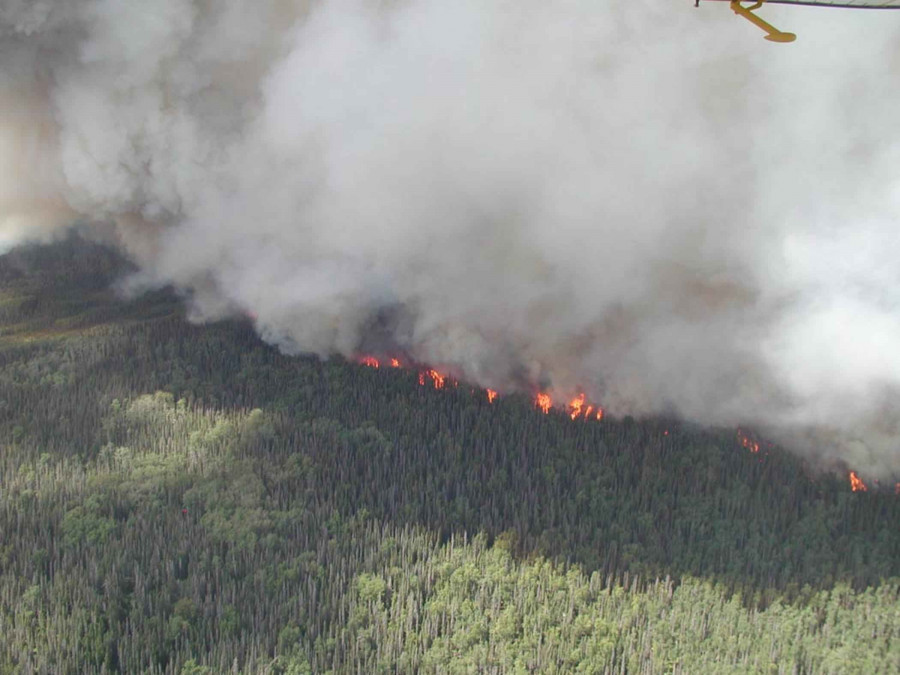 Deforestación forestal bosques
