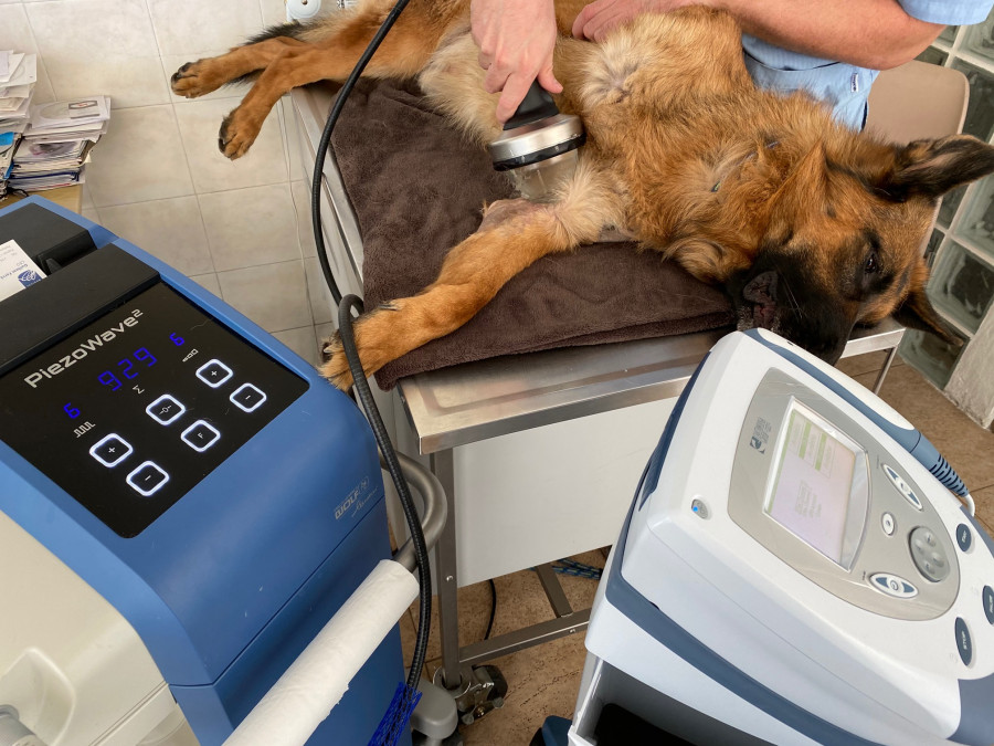 Ondas de choque ultrasonidos anicura perro