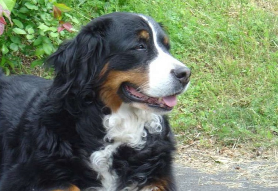 Perro boyero