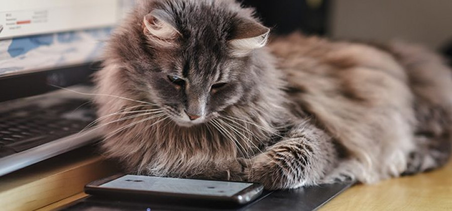 Móvil bacterias veterinario gato