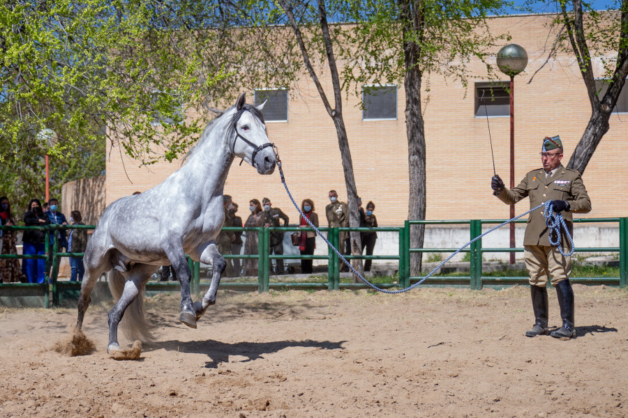 Parada militar complutense caballos