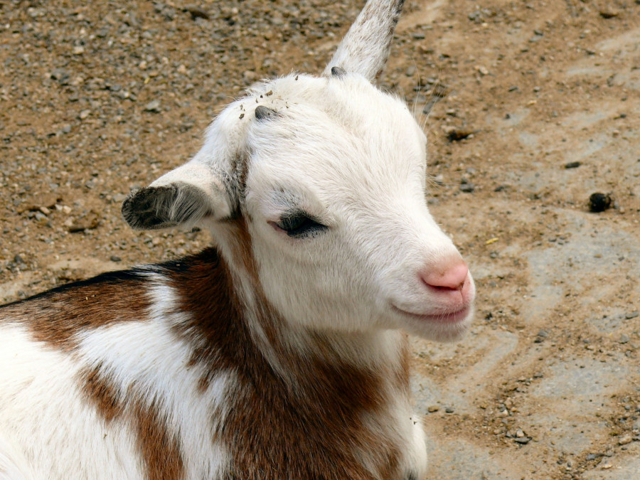 Cabra cabrito