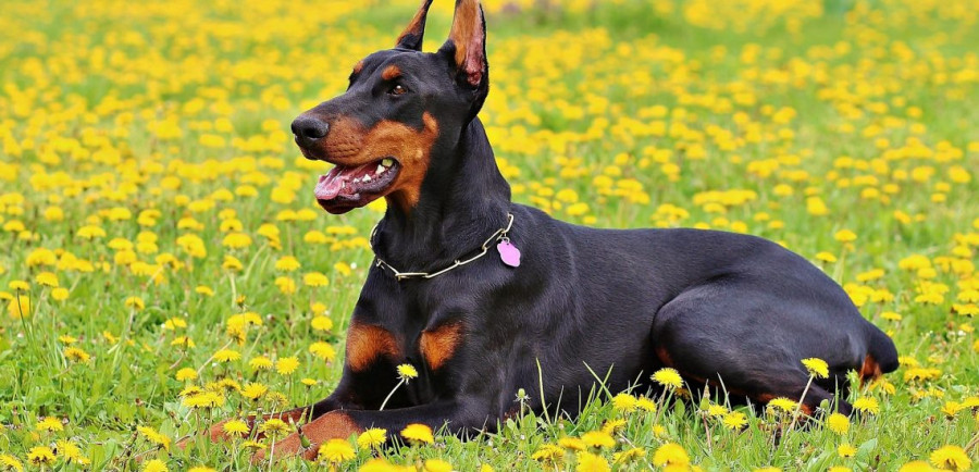 Doberman perro