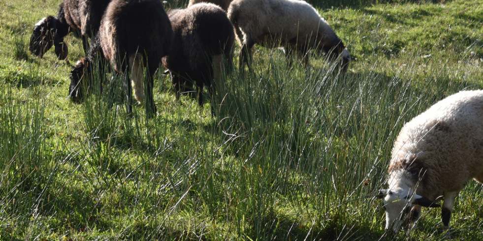 La EFSA identifica problemas de bienestar de ovejas y cabras sacrificados fuera del matadero