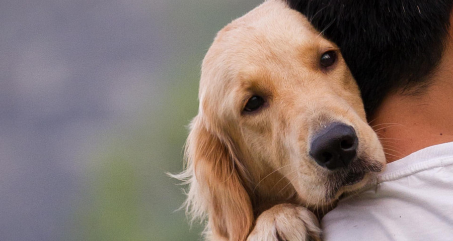 Perro abrazo abandonado abandono