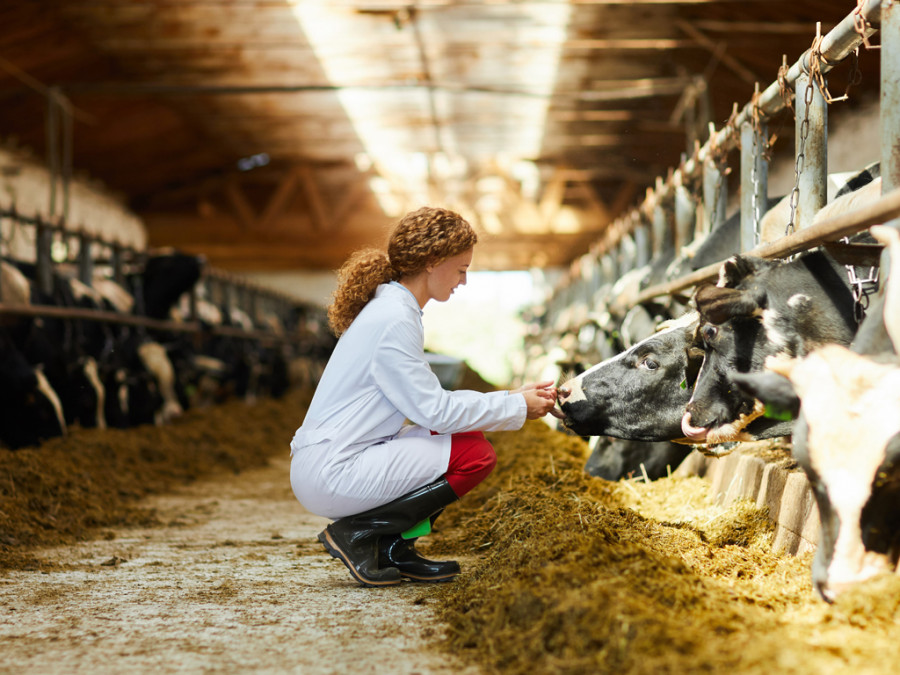 Vacas veterinaria ganadería
