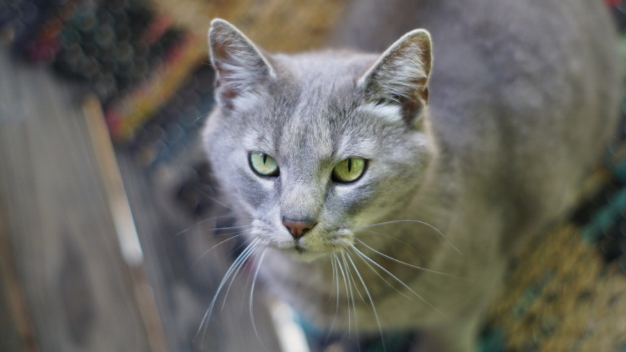 gato mirada