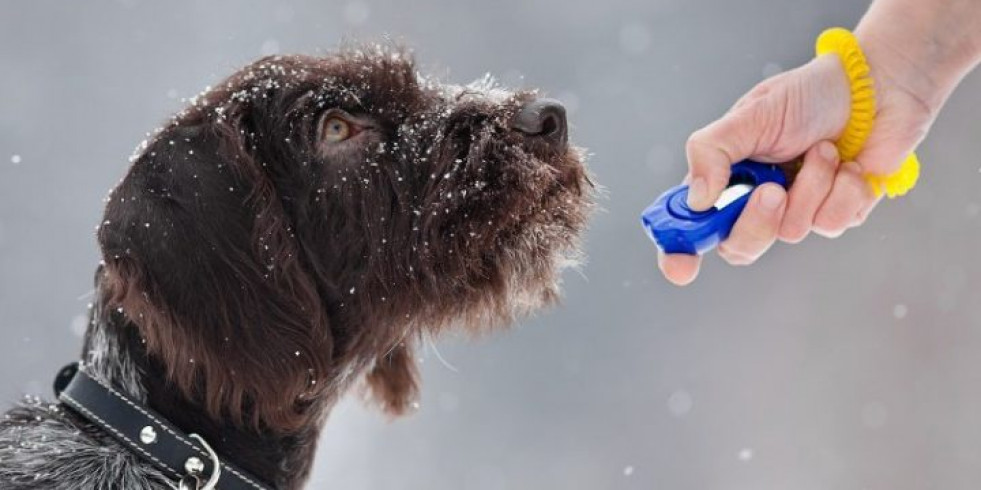 ¿Cómo de efectivo es el entrenamiento de un perro con clicker?