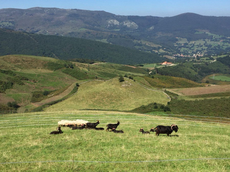 Ovejas pastoreo cantabria
