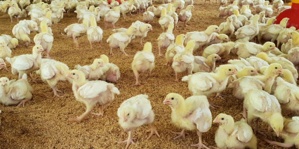 Aíslan por primera vez una bacteria en pollos, siendo ya resistente a antibióticos