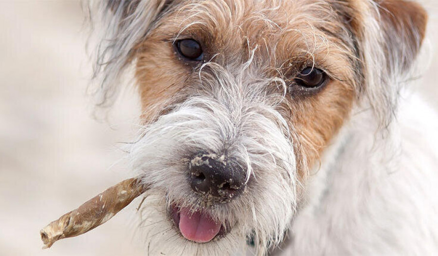 Perro epilepsia