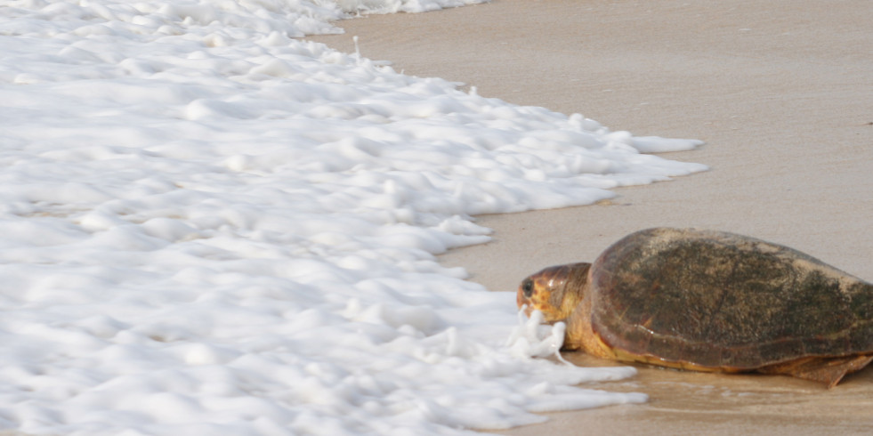 Hallados plastificantes acumulados en el tejido muscular de tortugas en el Mediterráneo occidental