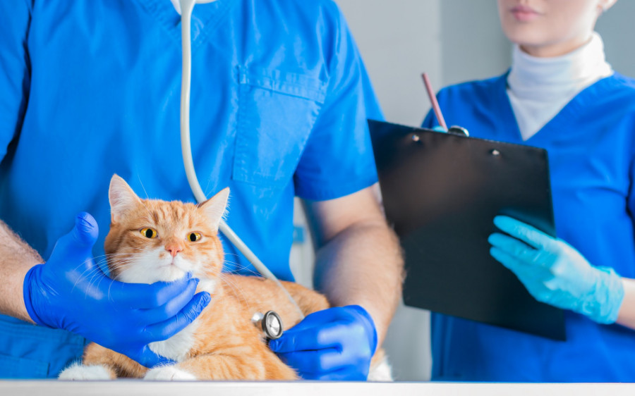 clínica veterinaria gestión gato