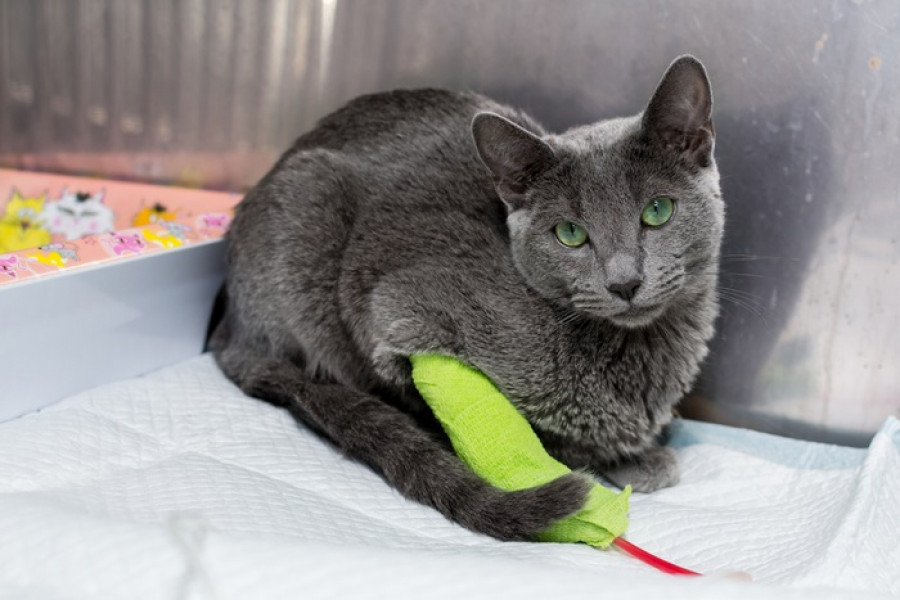 Transfusión sangre gato donar