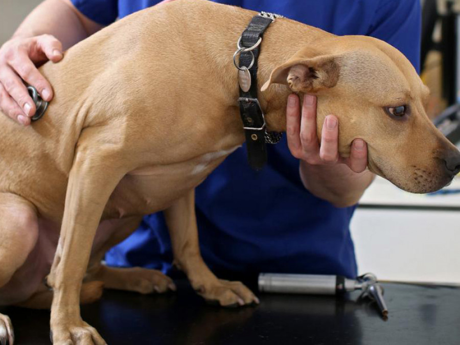 Diarrea canina perro nousar