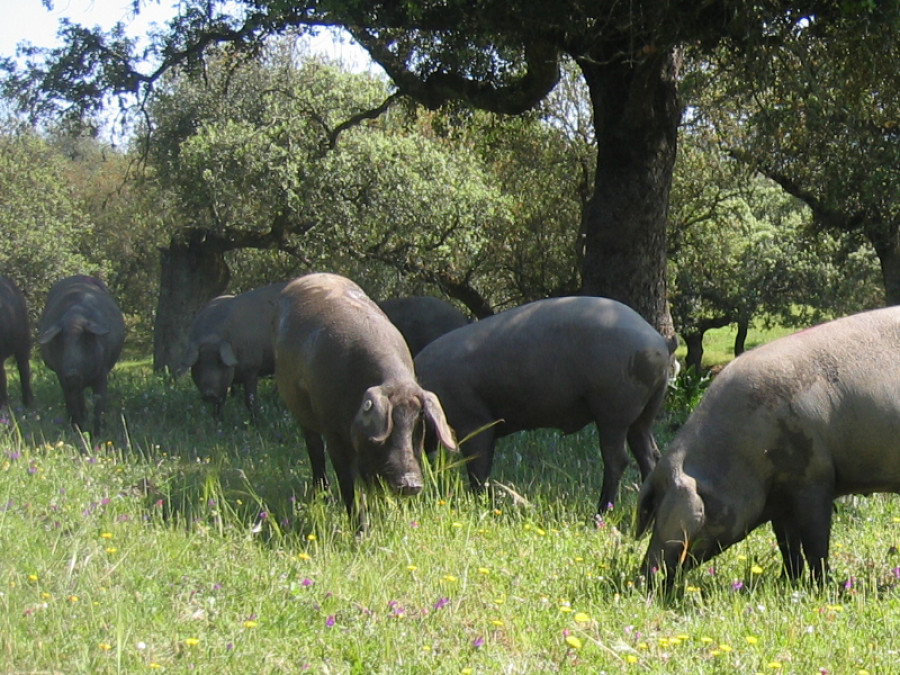 Cerdo ibérico