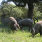 El calor causa estrés a los cerdos ibéricos y reduce su crecimiento