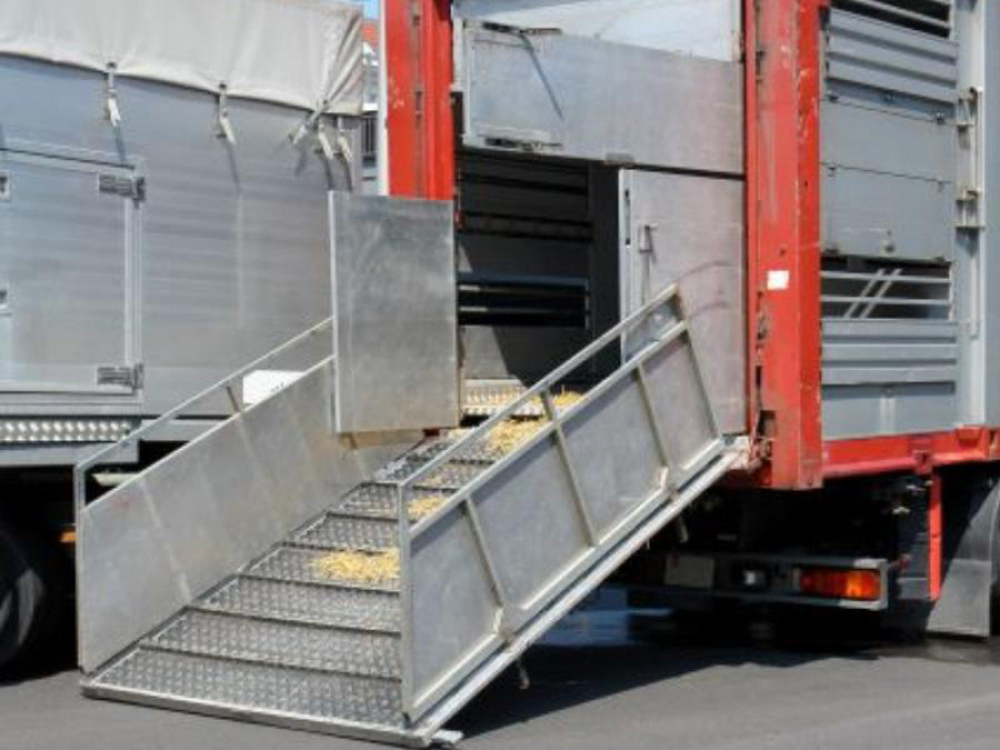 Transporte animal 2