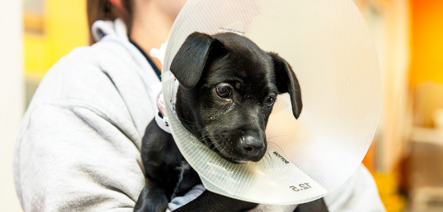Perro esterilización castración