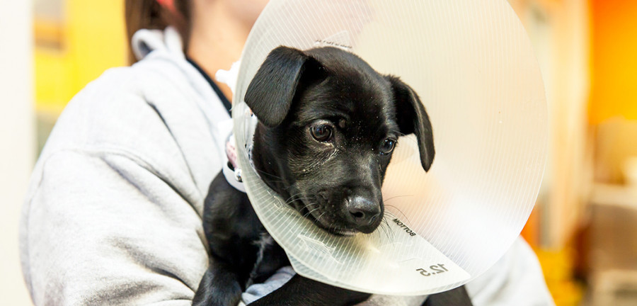 Teleférico caridad Valiente Riesgos y beneficios de la esterilización en perros