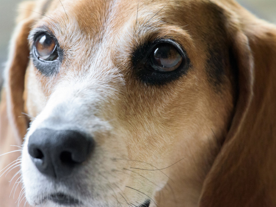 Perro ojos glaucoma